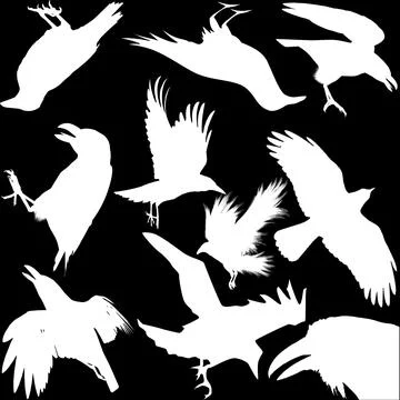 Mystic Raven &amp; Crow Vector Pack – Dark Fantasy Bird Illustrations Stock Illustration