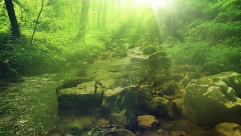 Mystic sunlight in th forest with river Stock Footage 229485624