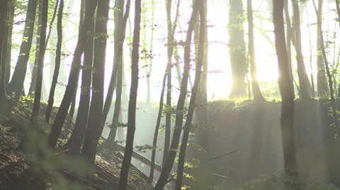Mystic Sunshine Through Bunch Of Trees Video stock 36646188