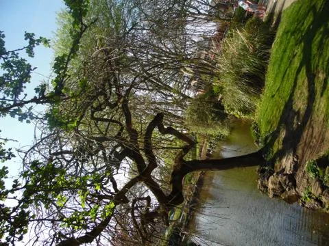 The Mystic Tree 스톡 사진