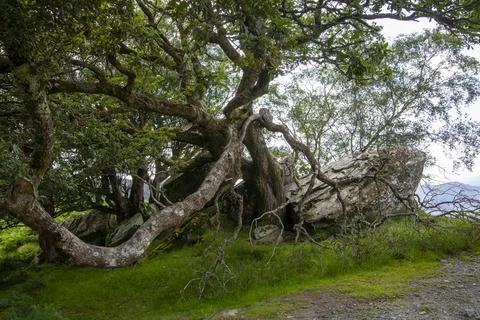 Mystic tree Stock Photos