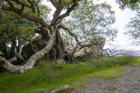 Mystic tree Stock Photos