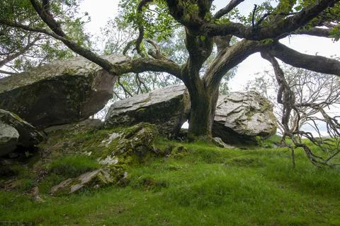 Mystic tree Foto stock