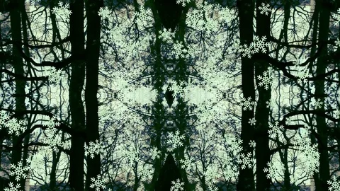 Mystic Trees Stock Footage 82423445