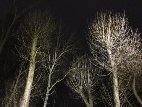 Mystic Trees Foto stock