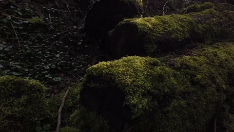 Mystic trunk in the forrest Stock-Footage 112919960