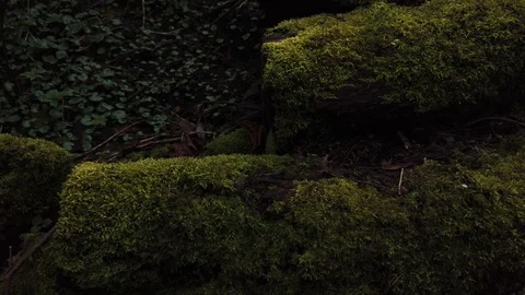 Mystic trunk in the forrest Stock Footage 112982929