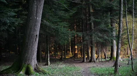 Mystic Woods Video stock 8978802