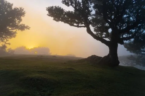 Mystical ancient tree in a magical forest at sunrise with golden mist and e.. Stock Photos