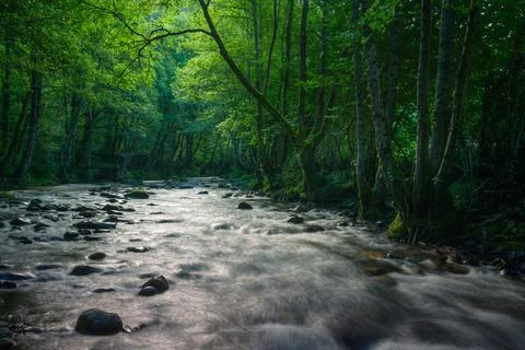Mystical atmosphere when the first light of day illuminates the river and t.. Stock Photos