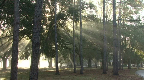 Mystical Beams Of Sunlight 04 Stock Footage