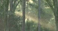 Mystical Beams Of Sunlight 05 HD Footage