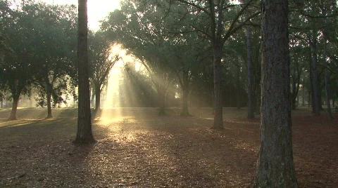 Mystical Beams Of Sunlight 08 Stock Footage