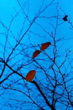 Mystical blue background Stock Photos