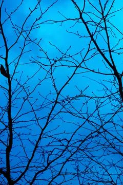 Mystical blue background Stock Photos