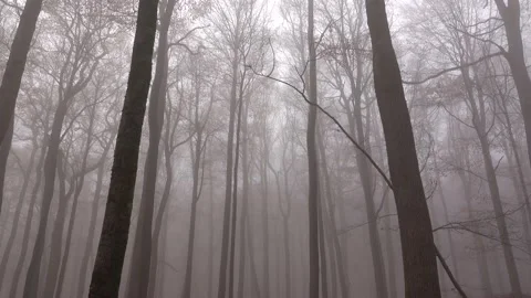 Mystical cloud forest fog in a forest Stock Footage 143648637