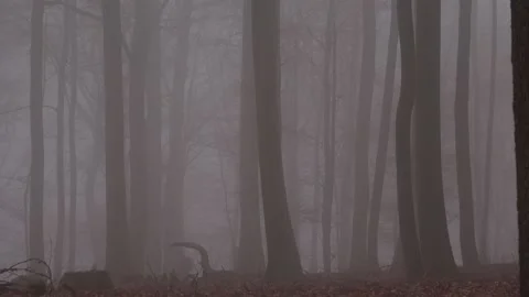 Mystical cloud forest fog in a forest Stock Footage 143648640