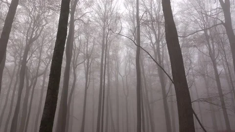 Mystical cloud forest fog in a forest Stock Footage 143648828