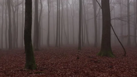 Mystical cloud forest fog in a forest Stock Footage 143648832