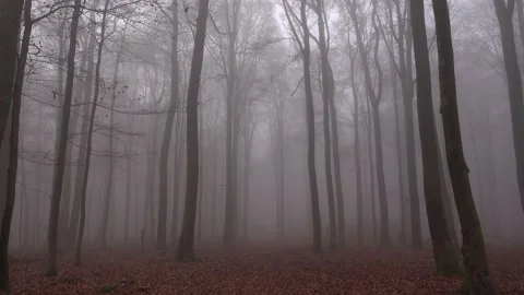 Mystical cloud forest fog in a forest Stock Footage 143648865