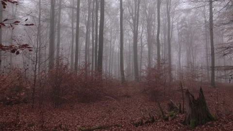 Mystical cloud forest fog in a forest Stock Footage 143649015