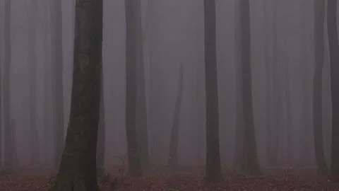 Mystical cloud forest fog in a forest Stock Footage 143649016