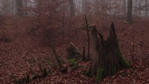 Mystical cloud forest fog in a forest Stock Footage 143649018