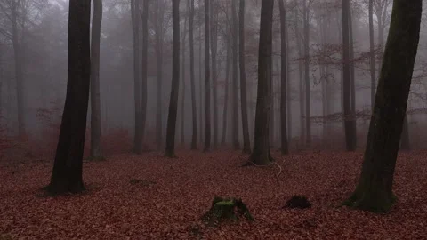 Mystical cloud forest fog in a forest Stock Footage 143649020