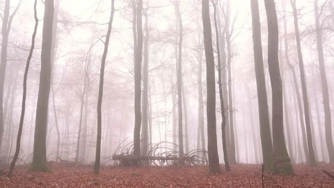 Mystical cloud forest fog in a forest Stock Footage 143651202