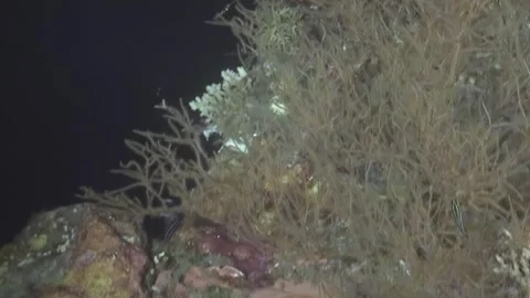 Mystical Coral Formations Thrive in Deep Sea Night 動画素材 344492240