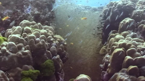 Mystical Dance of Tiny Fish in a Vibrant Coral Reef During Daytime Video stock 325848746