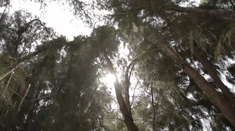 Mystical dance of trees. Stock Footage 44827492