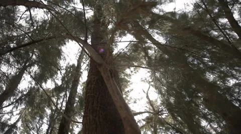 Mystical dance of trees. Stock Footage 44827548