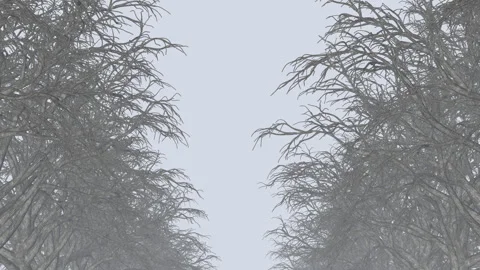 Mystical Dark Forest Stock-Footage 244394504