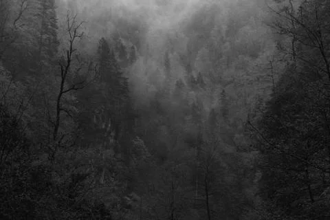 Mystical dark forest Stock Photos