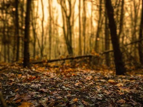 Mystical dark magic fall forest. Awesome sunny wild area. Mystical dreamy for Photos