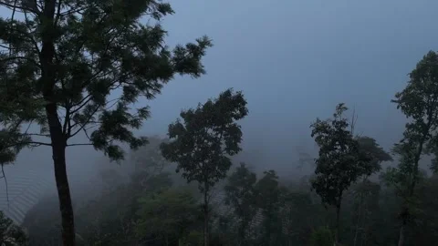 The Mystical Dark Mist Forest Trees Begin to Arrive Video stock 334485881