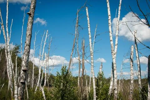 Mystical dead forest Foto stock