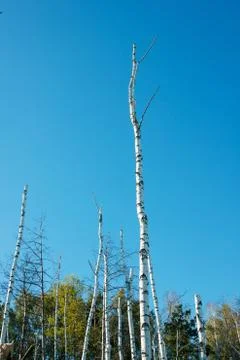 Mystical dead forest 스톡 사진