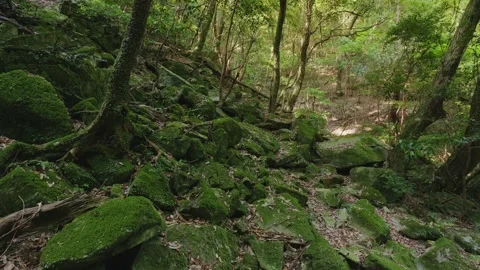 A mystical deep forest with magnificent moss-covered rocks and ancient trees Vídeos de archivo 335018402