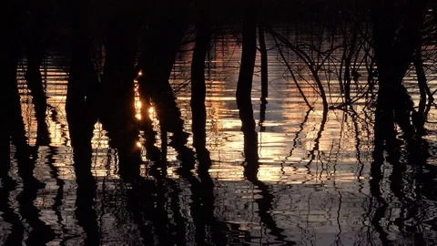 Mystical evening sunlight reflections in the water among trees on lake waves Stock Footage 127032227