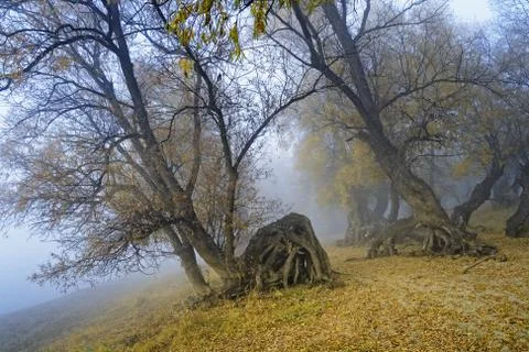 Mystical fantastic picture-creeping in a fog old curve trees Stock Photos