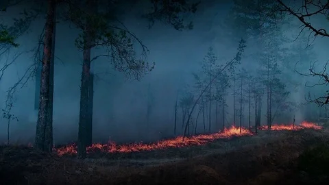 Mystical fire in the night forest. Vidéo 125089768