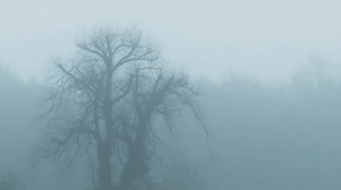 Mystical fog 動画素材 35513637