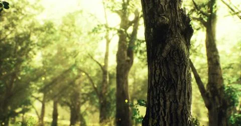 Mystical forest with ancient trees bathed in soft green light Stock Illustration