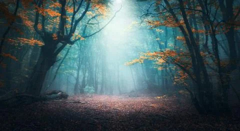 Mystical forest in blue fog in autumn. Colorful landscape Stock Photos