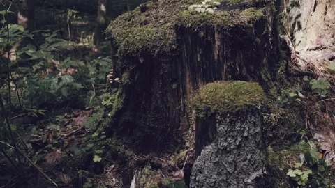 Mystical forest. a cut down tree, only rotten stumps with moss are left Stock Footage 161035792