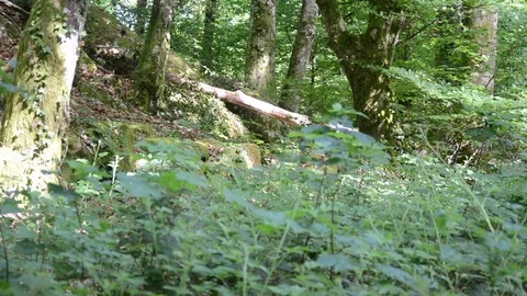 Mystical forest Video stock 77848928