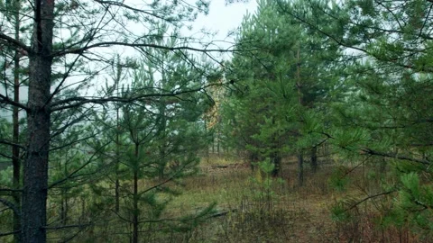 In the mystical forest. Stock Footage 141210922