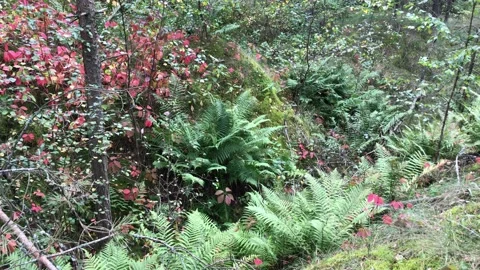 Mystical forest Video stock 163591258